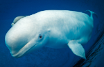 바다에 사는 흰고래 '벨루가' 센강서 포착…구출 나선 프랑스 당국