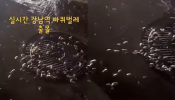 [영상] “강남역 맨홀에 바퀴벌레가 우르르“ 공포의 목격담 확산