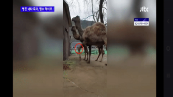 “폐사한 낙타 먹이로 줘라“...동물원 운영자 징역 2년 구형