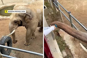 [영상] 관광객이 떨어뜨린 신발, 코로 주워준 中 코끼리