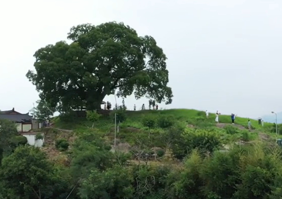 경남 창원 동부마을에 있는 수령 500년 된 팽나무. 〈사진=JTBC 방송화면 캡처〉