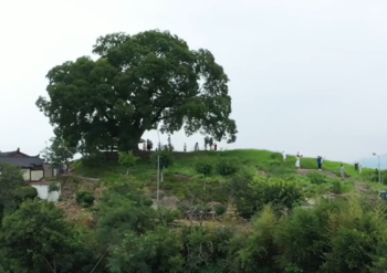 '우영우' 속 마을 지켜낸 500살 팽나무, 실제로 천연기념물 된다