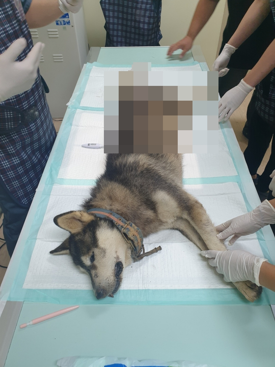 26일 오전 제주시에서 몸통에 화살이 관통된 개가 발견돼 제주시 공무원 등에 의해 동물병원으로 옮겨져 수술을 받고 있다. 〈사진=제주시 제공〉