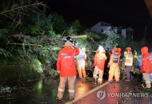 제11호 태풍 힌남노가 오늘 새벽 경남 거제시 부근에 상륙한 가운데 소방대원들이 통영시 신양읍에서 강풍에 넘어진 나무를 치우고 있다. 〈사진=연합뉴스〉