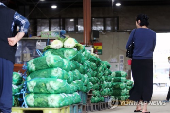 배추 36.5% 더 올라 '금배추'...농산물 가격 가파른 상승 계속
