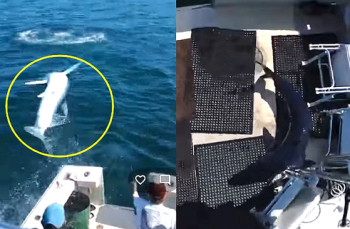 [영상] 보트에 뛰어든 2m 상어…놀란 낚시꾼 “다치지 않아 다행“