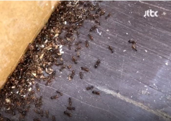 “지구에 개미 2경 마리 추정…1인당 250만 마리와 사는 셈“