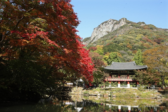 어제(25일) 전남 장성군 내장산국립공원 백양사 일대에 단풍이 붉게 물든 모습. 〈사진-연합뉴스〉