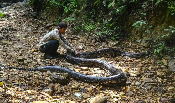 지난해 인도네시아 캄파르 마을 근처에 발견된 9m 길이의 비단뱀. 기사와 직접적인 관련 없는 자료 사진. 〈사진=가디언 홈페이지 캡처〉