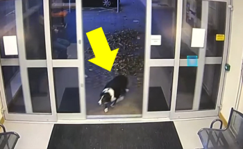 [영상] 산책하다 길 잃은 개, 어쩌다 경찰서에 들어가게 됐나?