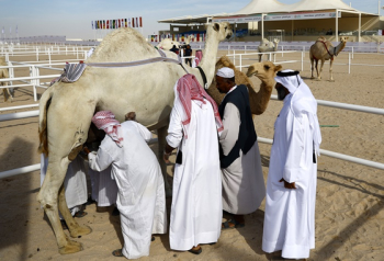 [2022월드컵] 혹사당하는 카타르 관광 낙타…“월드컵 특수에 하루 40명 태워“