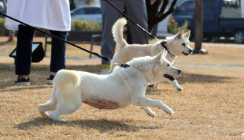 문 전 대통령 기르던 풍산개 두 마리, 광주 우치동물원 도착