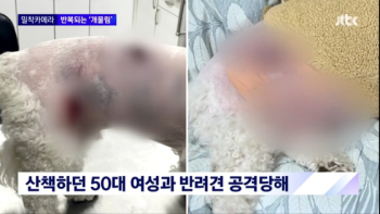 서울 도심서 삽살개에 온몸 물리고 달아난 비숑이 구조된 곳은