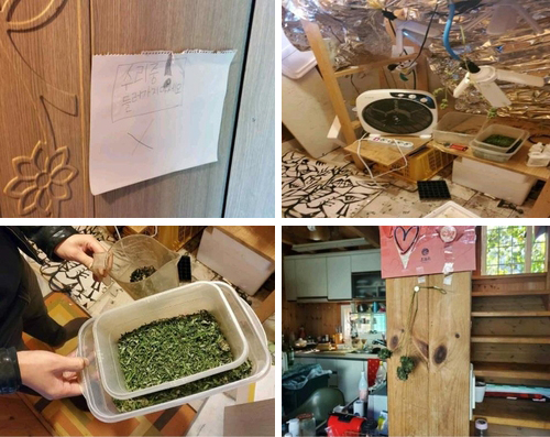 검거된 피의자가 자녀와 함께 사는 집에서 재배한 대마초. 〈사진=서울중앙지검 제공·연합뉴스〉