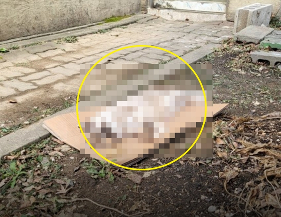 지난해 12월 5일 경기 파주 한 아파트 단지 안에 있는 길고양이 급식소 근처에서 발견된 고양이 사체. 〈사진=동물자유연대 제공〉