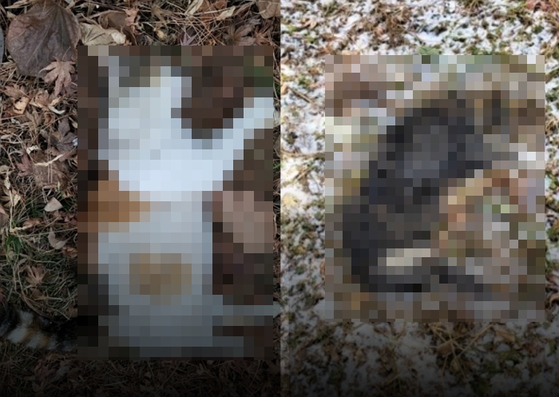 지난 12일(왼쪽)과 16일 경기 파주 한 아파트 단지에 있는 길고양이 급식소 근처에서 사체로 발견된 고양이들. 〈사진=동물자유연대 제공〉