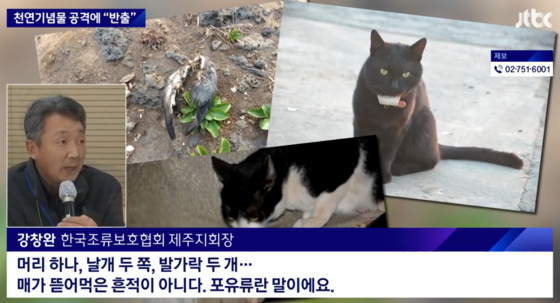 지난 2년 간 마라도 내 철새가 고양이에게 공격받았다고 추정되는 모습. 출처=jtbc 뉴스룸 화면 캡쳐