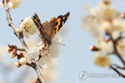 포근한 봄날씨가 이어지면서 만개한 매화 꽃에 나비 한 마리가 앉아 꿀을 빨고 있다.〈사진=연합뉴스〉 