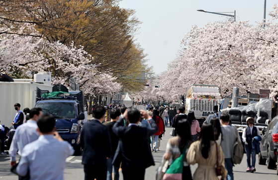 지난해 4월 8일 시민들이 서울 여의서로 벚꽃길을 걷고 있다. 〈사진=연합뉴스〉