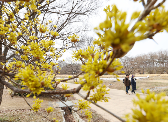 지난 17일 오전 서울 송파구 올림픽공원에서 시민들이 산수유꽃이 핀 산책로를 따라 나들이를 즐기고 있다. 〈사진=연합뉴스〉