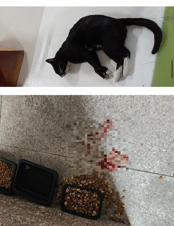                      녹색 액체 섞인 사료 먹고 죽은 고양이〈화면제공: 지역 동물보호단체〉