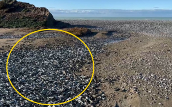 뉴질랜드 목장에 나타난 장어 떼…“수천 마리 말라 죽어“