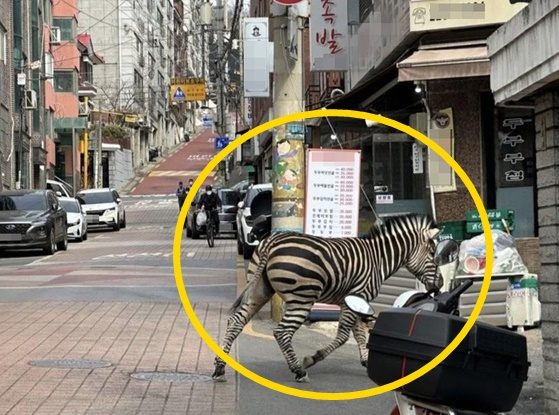 23일 오후 2시50분쯤 서울 광진구 서울어린이대공원에서 탈출한 얼룩말 한 마리가 시내 주택가를 돌아다녀 당국이 생포 작전을 벌이고 있다고 어린이대공원이 전했다. 사진은 어린이대공원에서 탈출한 얼룩말. 〈사진=연합뉴스〉