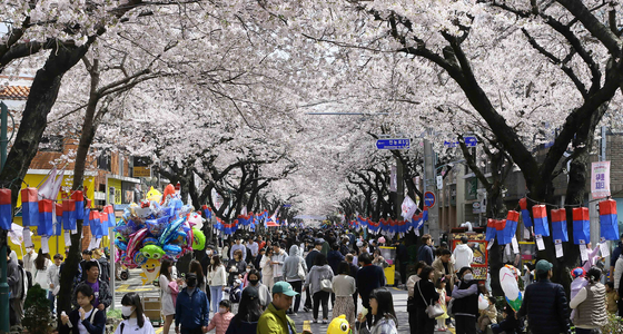 오늘(26일) 낮 제주시 농로 일대에서 열린 제16회 전농로 왕벚꽃 축제장을 찾은 도민들과 관광객이 벚꽃을 감상하며 주말을 보내고 있다. 〈사진=연합뉴스〉