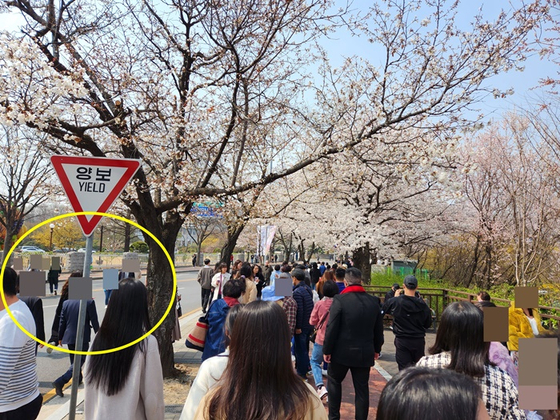오늘(29일) 낮 12시 40분쯤 서울 여의도 벚꽃길. 〈사진=허경진 기자〉
