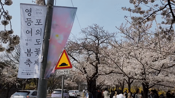 오늘(29일) 낮 12시 40분쯤 서울 여의도 벚꽃길. 〈영상=허경진 기자〉