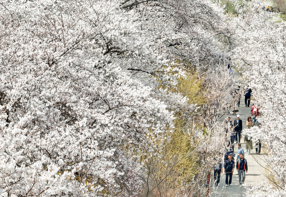 어제(30일) 서울 여의도 윤중로에서 시민들이 산책을 즐기는 모습 〈사진=연합뉴스〉