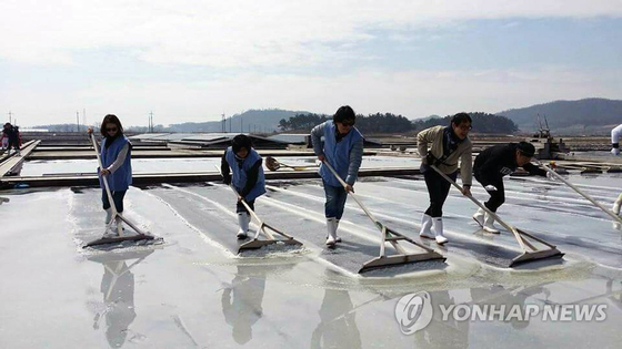 전남 신안군 증도면 염전에서 천일염을 생산하는 장면 〈사진=연합뉴스〉