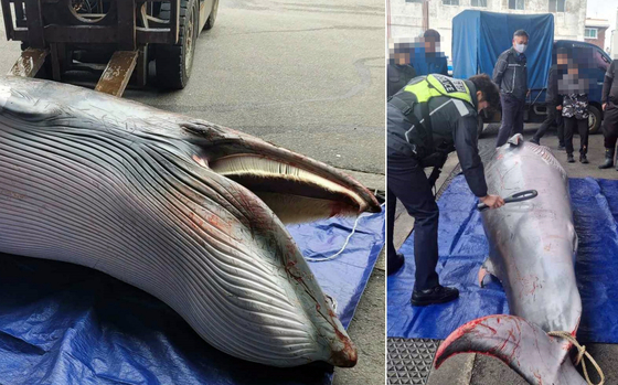 지난 6일 경남 남해 해상에서 길이 4.1m, 무게 600㎏의 밍크고래가 죽은 채 발견됐다. 〈사진=경남 사천해양경찰서 제공/연합뉴스〉