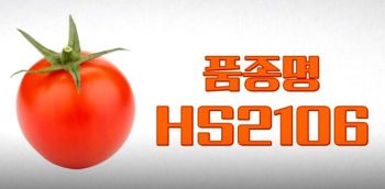 “HS2106 품종 방울토마토가 문제“ 농식품부, 해당 품종 모두 폐기