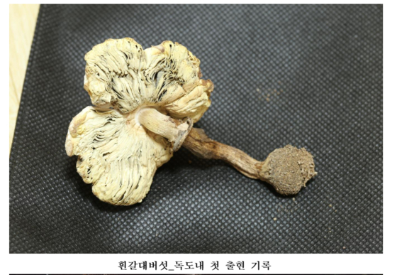 독도에서 처음 발견된 흰갈대버섯. 〈자료=과학기술정보통신부 국립중앙과학과〉