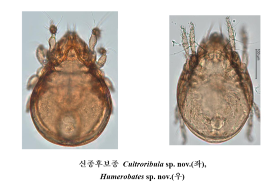 울릉도 태하령에서 발견된 날개응애류 신종후보종 2종. 〈자료=과학기술정보통신부 국립중앙과학과〉