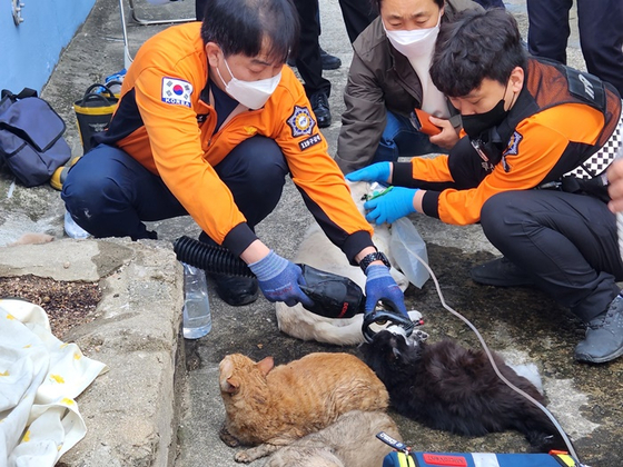오늘(9일) 오전 화재가 일어난 부산 수영구 광안동 한 아파트에서 구출된 고양이에게 구급대원이 산소를 투여하는 모습. 〈사진=부산소방재난본부〉