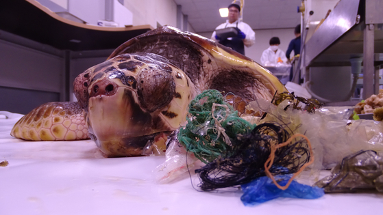 지난 2018년 부산 기장군 해안에서 사체로 발견된 붉은바다거북. 〈사진=국립생태원〉