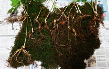 지리산에서 '심봤다'…야생 산삼 15뿌리 발견