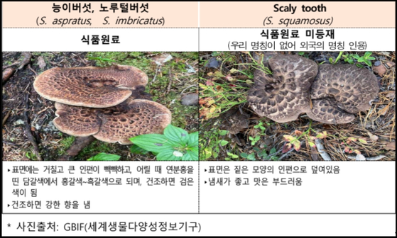 능이버섯 및 Scaly tooth 주요 특징. 〈사진=GBIF(세계생물다양성정보기구, 제공=식품의약품안전처〉