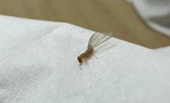 서울서 목조건물 '저승사자' 외래 흰개미…환경부 긴급조사