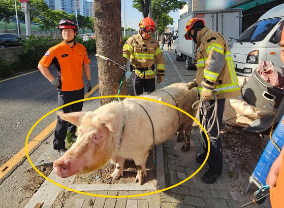 23일 도축장으로 향하던 차량에서 떨어진 돼지가 20분 만에 다시 포획됐다. 〈사진=연합뉴스〉
