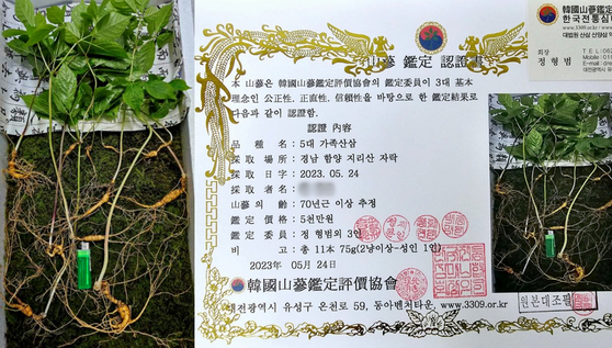 경남 함양 지리산에서 발견된 산삼 11뿌리(왼쪽)와 산삼 감정서(오른쪽) 〈사진=한국전통심마니협회 제공〉