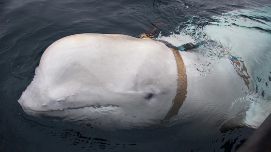 지난 2019년 4월 노르웨이 해안에서 처음 발견된 후 4년 만에 다시 나타난 흰고래(벨루가). '상트페테르브루크 장비'라고 표시된 띠를 부착하고 있어 '러시아 스파이'로 의심 받았었다.〈사진=CNN〉