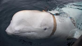 '러시아 스파이' 의심받던 흰고래...4년 만에 스웨덴서 다시 나타나