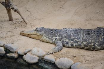 악어 자기복제 첫 확인…수컷 없이 스스로 새끼 낳아