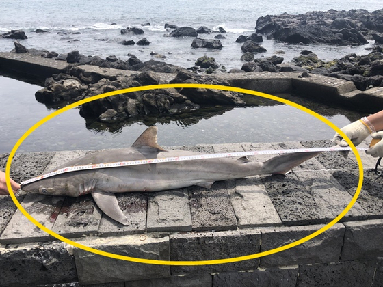 제주 서귀포 해안가에서 사람을 공격하는 것으로 알려진 무태상어의 사체가 발견됐다. 〈사진=서귀포해양경찰서〉