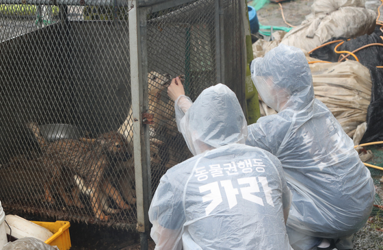 지난해 7월 18일 오전 불법 개도축 현장이 적발된 대전 유성구의 한 농장에서 동물보호단체 동물권행동 카라 소속 봉사자들이 개 구조에 나서고 있다. 〈사진=연합뉴스〉