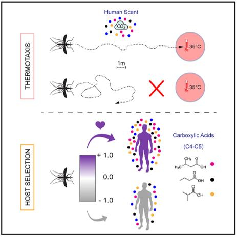 모기가 체온·체취로 사람을 찾아내고 체취에 카르복실산 성분이 많은 사람을 선택해 공격하는 것을 보여주는 그림.