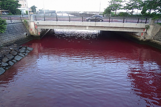 일본 오키나와에 있는 맥주 공장에서 냉각수가 흘러나와 인근 바다가 붉게 물드는 일이 벌어졌다. 〈사진=AFP〉
